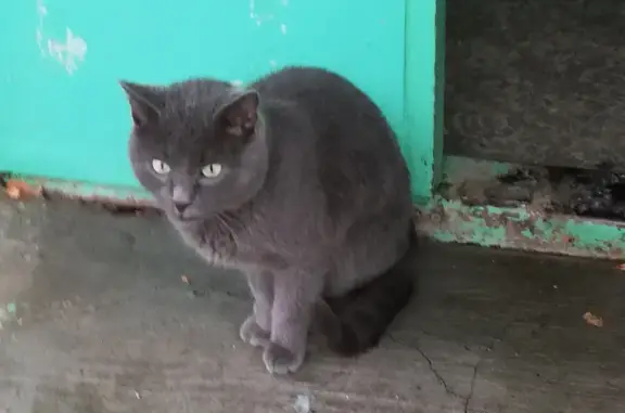 Найден кошачий породистый котик на Астраханской улице, Сызрань
