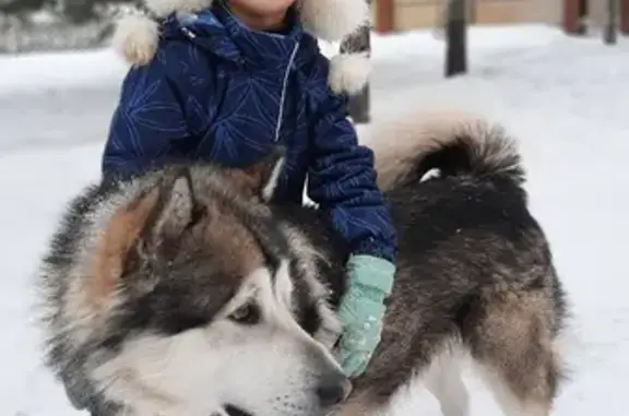Собаки потеряшки, Москва, фото: Потеряшка собака в Орехово-Зуево, порода Аляскинский МАЛАМУТ кличка ЭРНИ