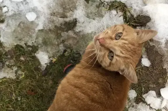Найден крупный кот в поселении Коллонтай, Калужская область