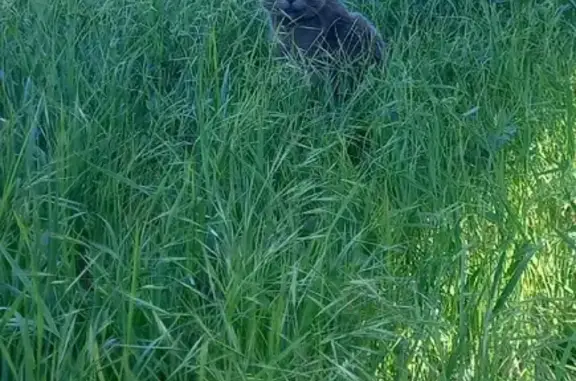 Найдена кошка на ул. Богдана Хмельницкого