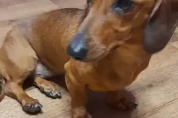 Найдена собака, Тамбов, фото: Найдена рыжая такса на трассе 13 км-пос. Калинин