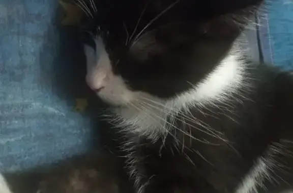 Потерянные животные Набережные Челны, фото: Пропала кошка Алоис, ул. В. Полякова 63/07, Н. Челны