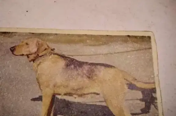 Пропала охотничья собака в Башкортостане
