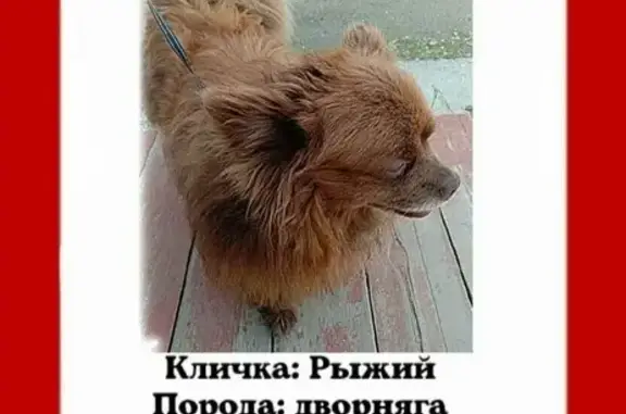 Пропала собака кобель, каштанового окраса, адрес: Улан-Удэ, ул. Туполева, 13