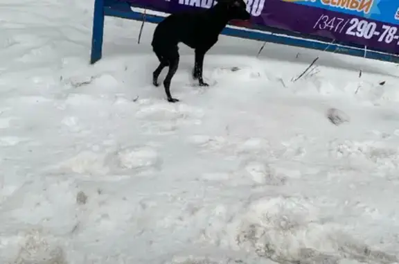 Пропал Той-терьер на проспекте Октября, 22, Уфа.