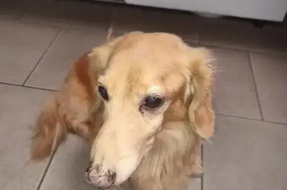 Объявления о пропавших и найденных животных, Ростов-на-Дону, фото: Найдена такса на улице Погодина, Ростов-на-Дону