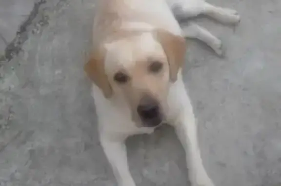 Пропала собака на ул.Стрелковая, Симферополь: помогите найти!
