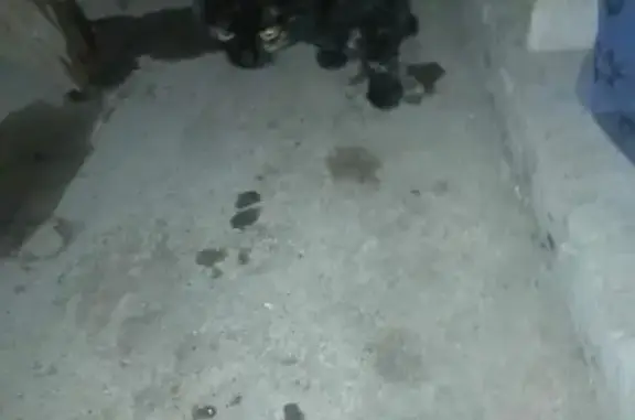 Найдена кошка на Ключевой, Чесноковка