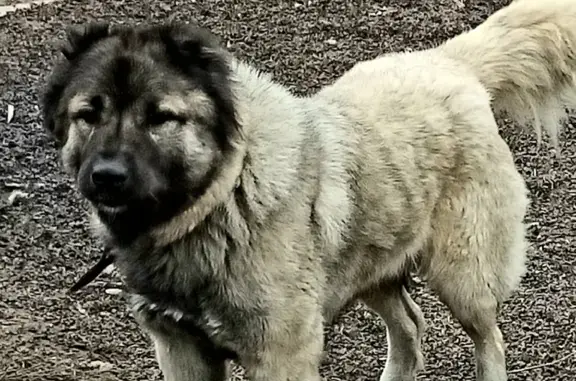 Пропала собака на Ленинградской, 17 в Наро-Фоминске