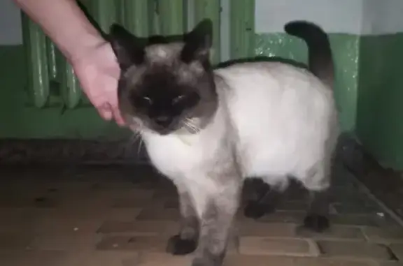 Найден котик с ошейником на ул. Дмитрия Шамшурина, 10