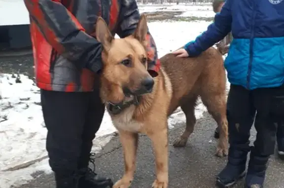 Собака найдена на Демократической, 6 в Самаре