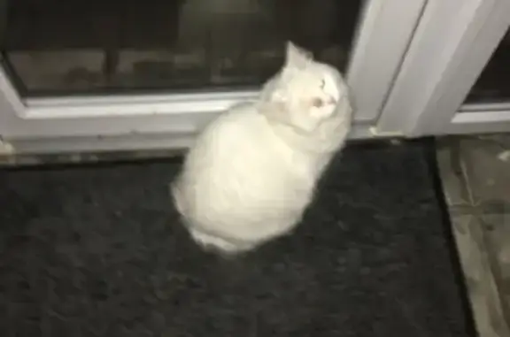 Потерянные животные коттеджный поселок 1-я Моква, фото: Пропала кошка на Лучистой ул., Москва