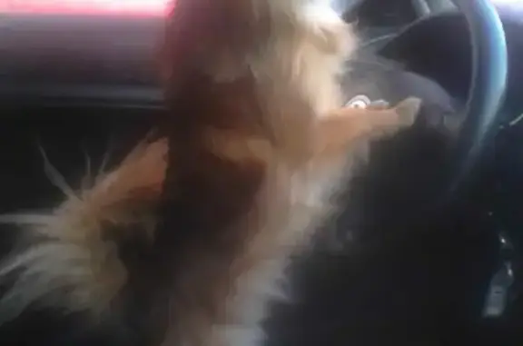 Пропала собака Чихуахуа в Большом Полпино