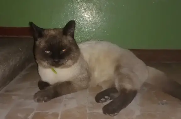 Найден домашний кот на ул. Шамшурина, 33