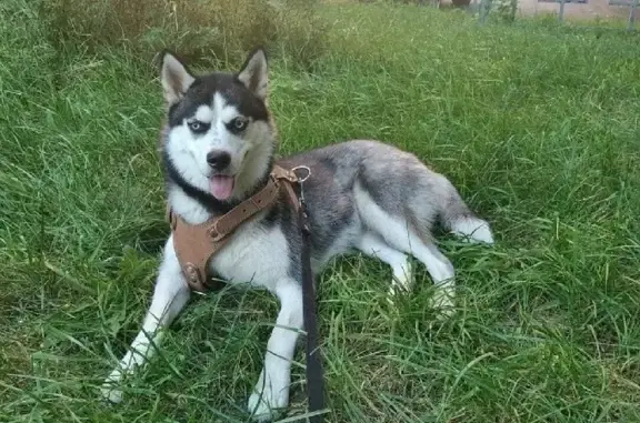 Пропала собака Ева на Центральной улице, Ногинск