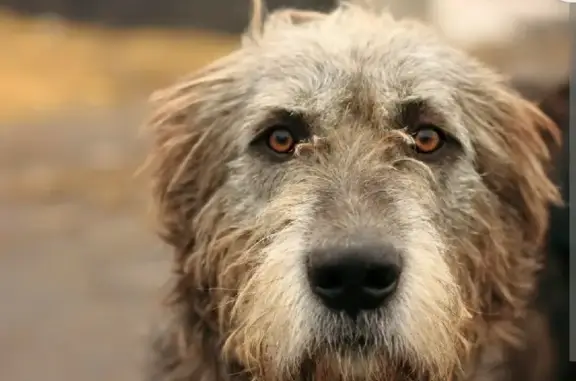 Пропала серая собака с ошейником в Чите
