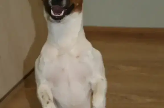 Собаки потеряшки, Ярославль, фото: Потеряшка собака Джесси на ул. Калинина, 43 к2 в Ярославле