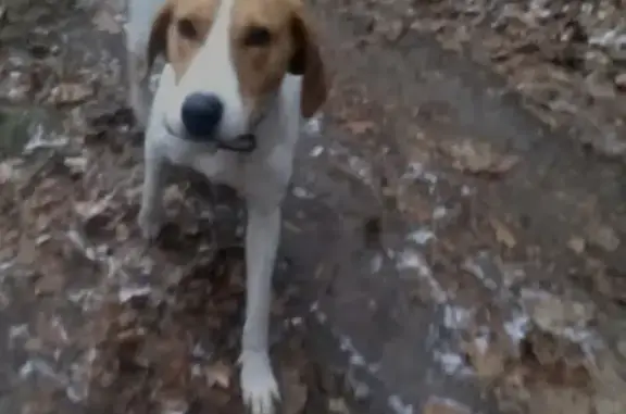 Пропала собака в Русском Броде, Орловская область