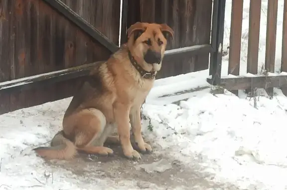 Найден пёс в п. Денежниково, Московская область