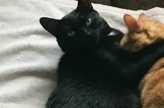 Кошки потеряшки, Казань, фото: Потеряшка кошка Соня, ул. Юлиуса Фучика, 62, Казань