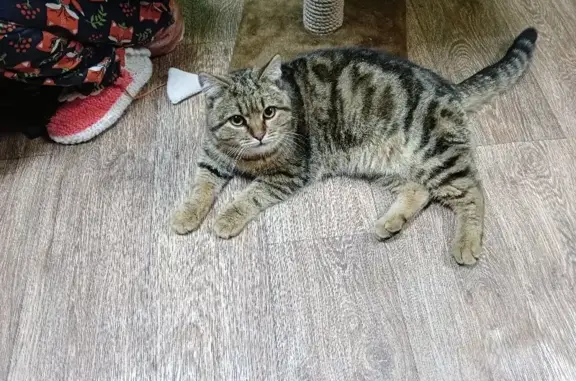 Кошка найдена на улице Кирова, 24А
