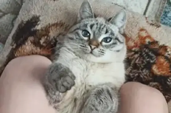 Кошки потеряшки, Уфа, фото: Потеряшка кошка на Ленинской улице