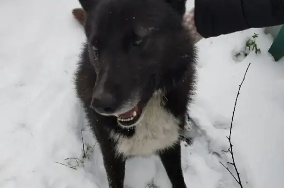 Найдена собака на ул. Морских Пехотинцев, Теряево