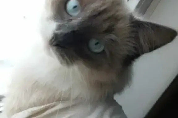 Кошки потеряшки, Тамбов, фото: Потеряшка котик с белой и тёмной щёчкой, 1-й Авиационный проезд, Тамбов.