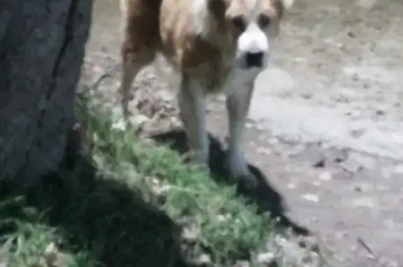 Собака Алабай найдена на Машиностроительном переулке, Ростов-на-Дону