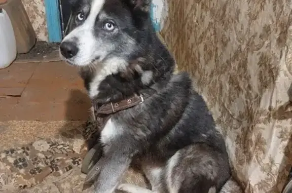Найдена собака на 1-м Авиационном проезде, Тамбов
