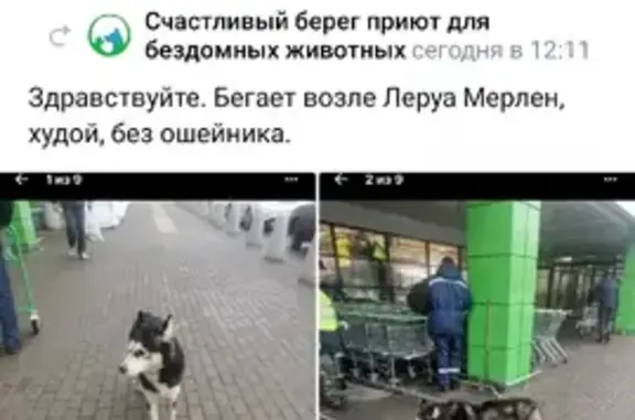 Потерянные животные Липецк, фото: Пропала хаски на Елецком шоссе, возможно в бруслановке