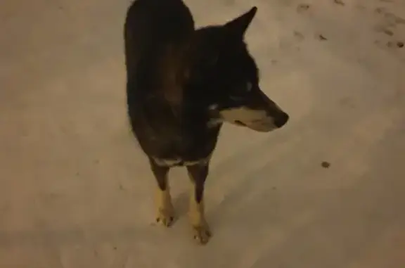 Собака ищет хозяина возле метро Аннино, Москва.