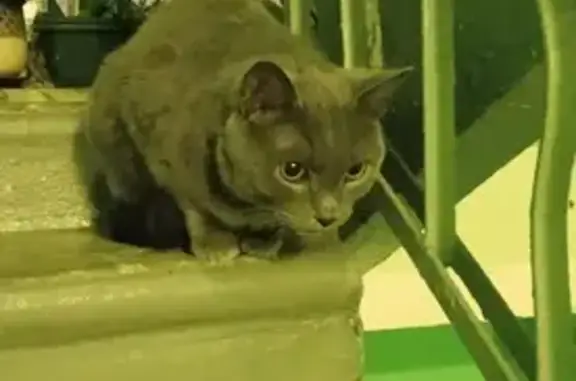 Найдена кошка на Перекопской, Москва