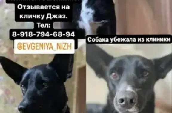 Пропала собака Джаз, Надежденский проезд, Ставрополь.