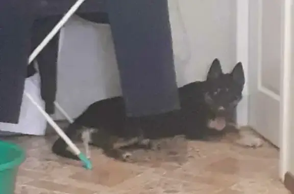 Собака найдена на Большевистской, Новосибирск