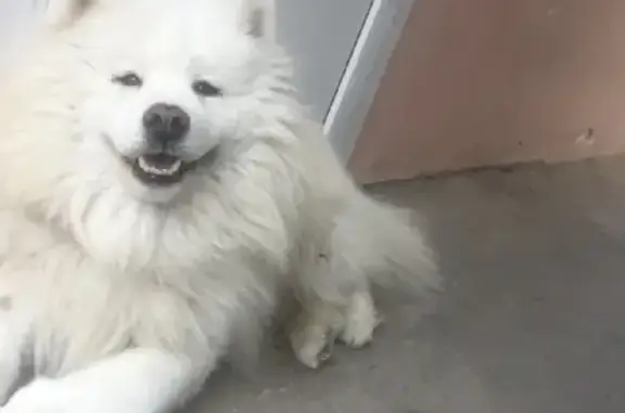 Собаки потеряшки, Анапа, фото: Потеряшка собака Арчи на Криничной, помогите!