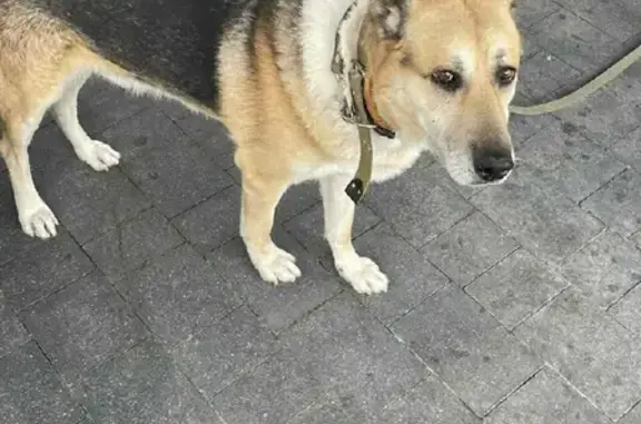 Пропала собака на Озёрной улице, вознаграждение