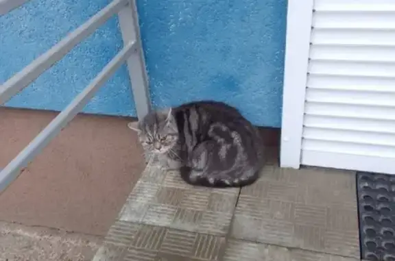 Найдена кошка на улице Загородная, нужны хозяевы (Воронеж)