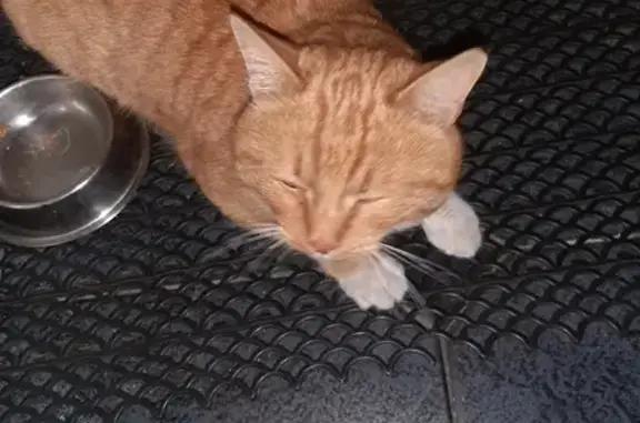 Найдена кошка на Северной улице Новосибирска