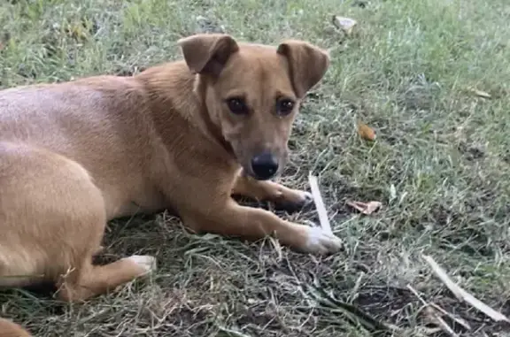 Пропала рыжая собака на Заповедной улице Крыма
