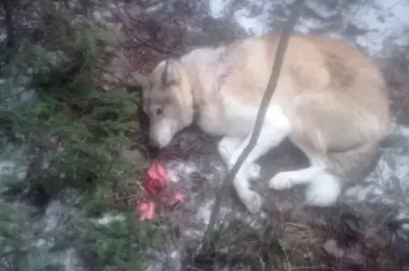 Найдена лайка в лесу близ Деревянки, Карелия