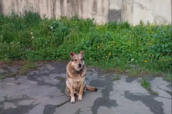 Пропала собака на Озёрной улице, Одинцово.