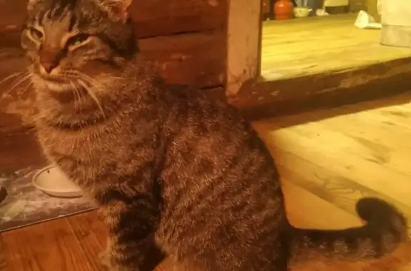 Пропала кошка в Рубежевичском сельсовете, Минская область.