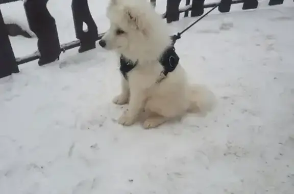 Найдена собака на улице Октябрьской Революции