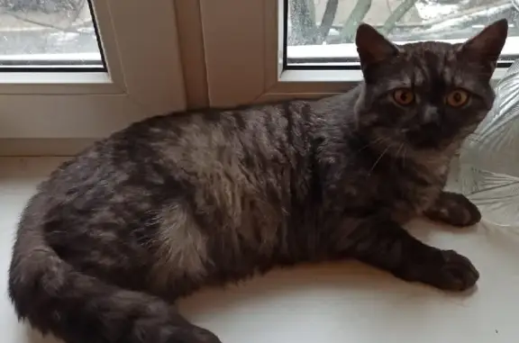 Кошка найдена на Советской, 31, Оренбург