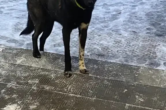 Собака найдена возле Пятерочки на Комсомольской 1 в Казани