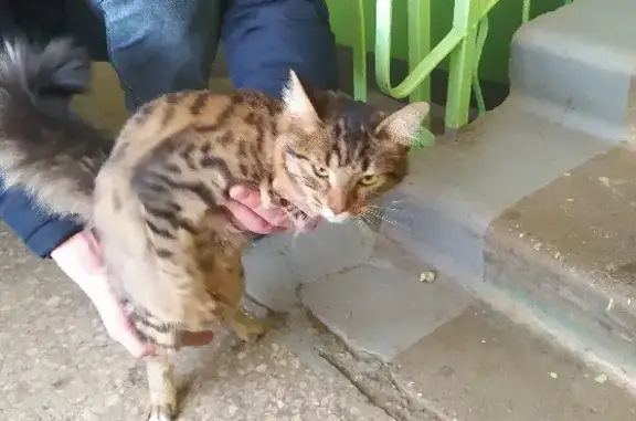 Кошка с ошейником найдена на улице Блюхера, 72 в Ярославле