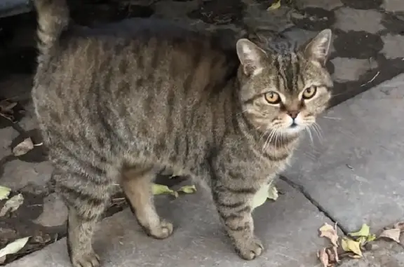 Найден домашний кот на ул. Привокзальной в Чебоксарах