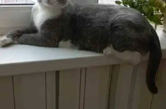 Кошки потеряшки, Ярославль, фото: Потеряшка кошка на ул. 1-Смоленская, Ярославль 🐱