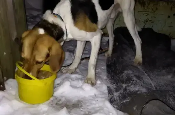 Найдена собака в Вятском сельском поселении, Кировская область